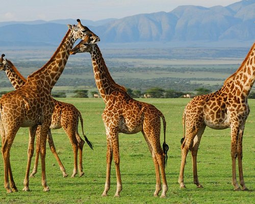Tanzania visa application assistance